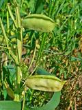 Chickling pea